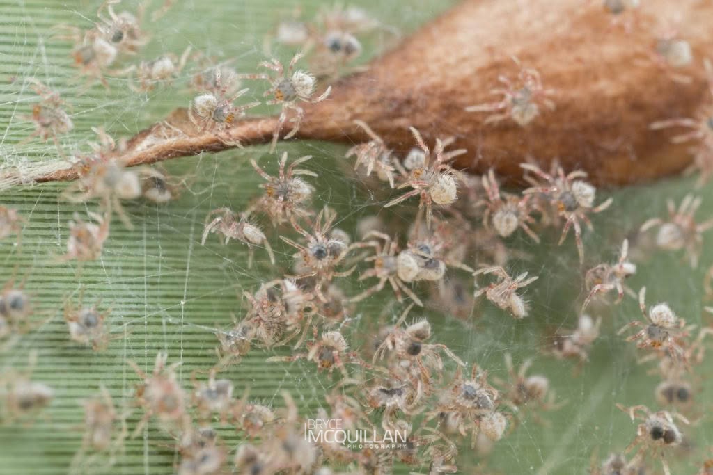 Two-spined spider (Poecilopachys australasia), photographed in New Zealand by Bryce McQuillan