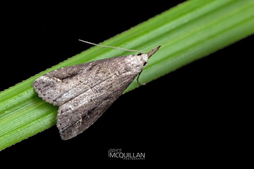 Pinion-streaked Snout (Schrankia costaestrigalis), Erebidae, photographed in New Zealand by Bryce McQuillan