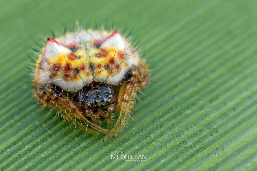 Two-spined spider (Poecilopachys australasia), photographed in New Zealand by Bryce McQuillan