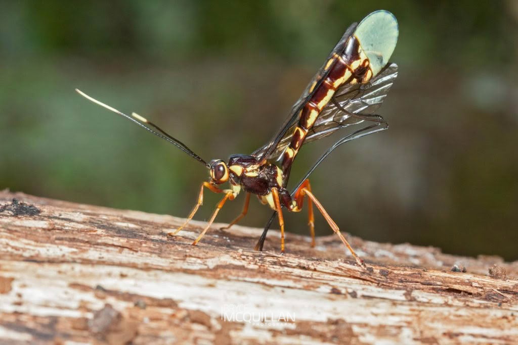 Certonotus fractinervis, Ichneumonidae, photographed in New Zealand by Bryce McQuillan