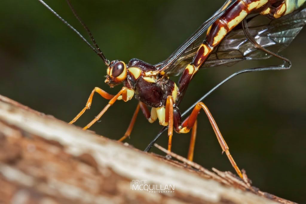 Certonotus fractinervis, Ichneumonidae, photographed in New Zealand by Bryce McQuillan
