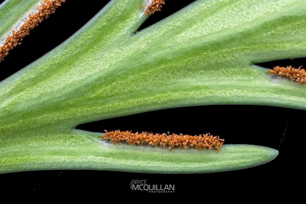 drooping spleenwort (Asplenium flaccidum), Aspleniaceae, photographed in New Zealand by Bryce McQuillan