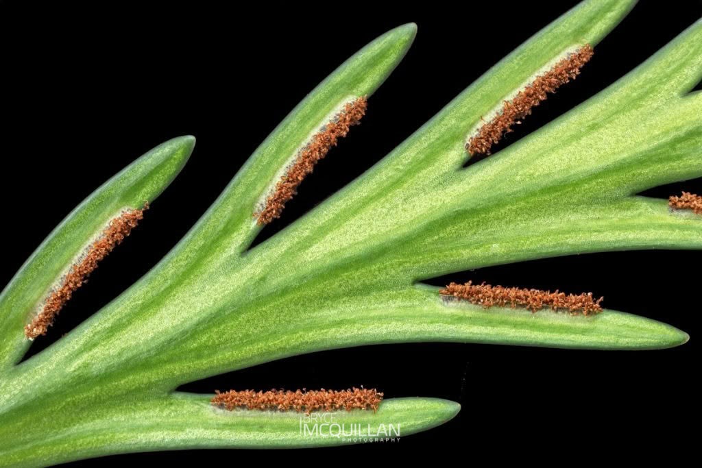 drooping spleenwort (Asplenium flaccidum), Aspleniaceae, photographed in New Zealand by Bryce McQuillan