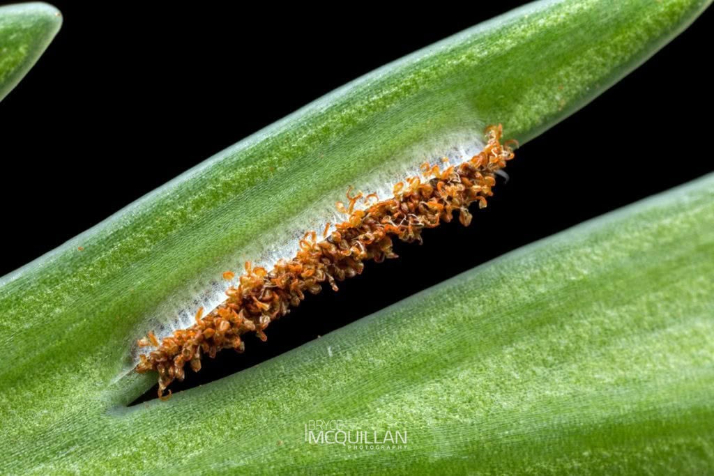 drooping filmy fern (Hymenophyllum demissum), Aspleniaceae, photographed in New Zealand by Bryce McQuillan