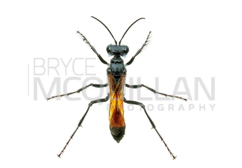 Tyde’s Sand Wasp (Podalonia tydei), Sphecidae, photographed in New Zealand by Bryce McQuillan