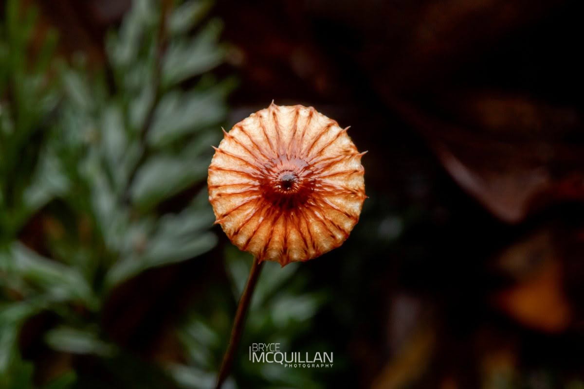 Crinipellis procera, photographed in New Zealand by Bryce McQuillan