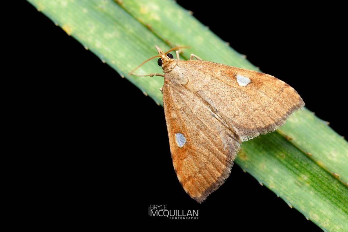Dusky Nettle Triangle (Udea marmarina), Crambidae, photographed in New Zealand by Bryce McQuillan