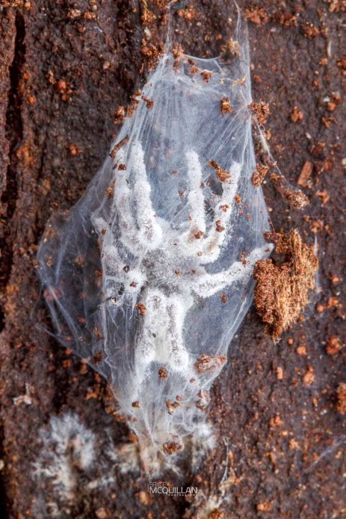 Icing sugar fungus (Beauveria bassiana), Cordycipitaceae, photographed in New Zealand by Bryce McQuillan