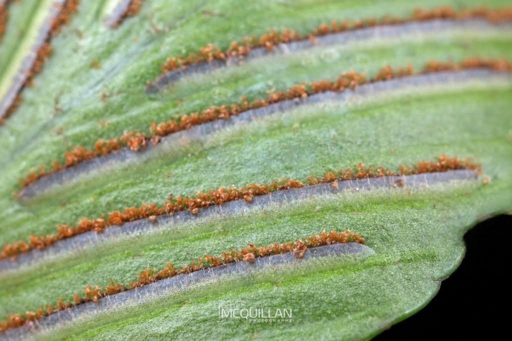 Shining Spleenwort (Asplenium oblongifolium), Aspleniaceae, photographed in New Zealand by Bryce McQuillan