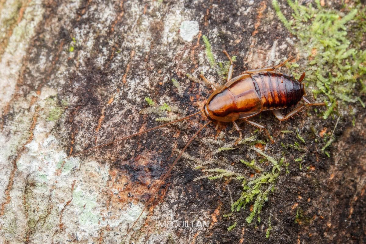 Celatoblatta spp, Blattidae, photographed in New Zealand by Bryce McQuillan