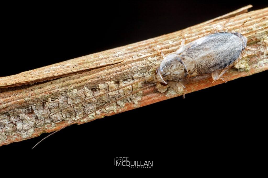 Parellipsidion sp, Blattidae, photographed in New Zealand by Bryce McQuillan
