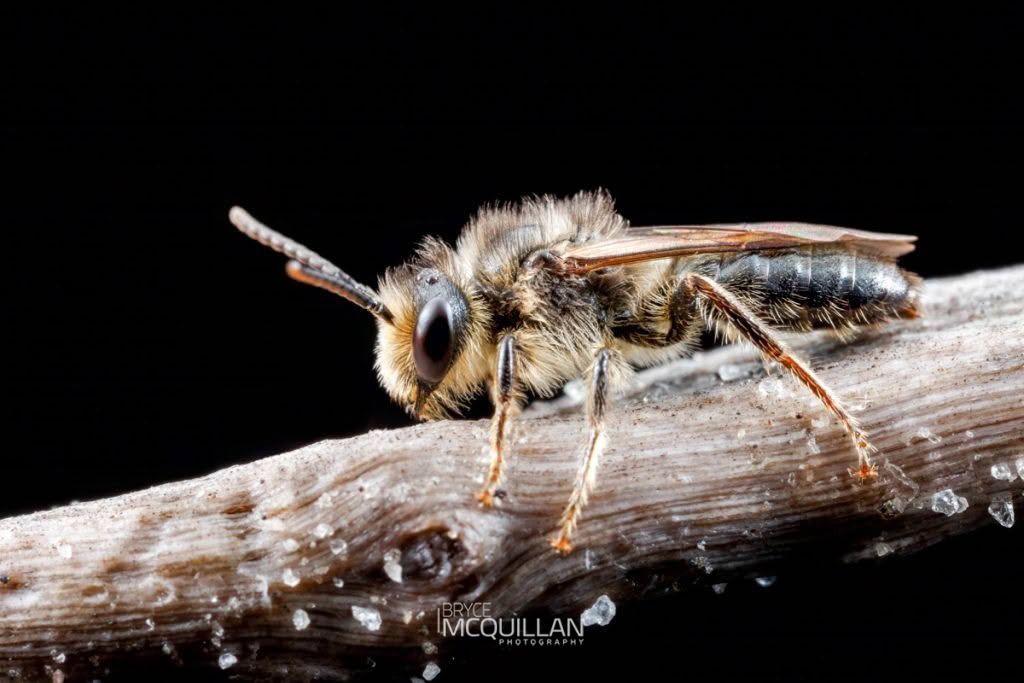 Tawny Nesocolletes (Leioproctus fulvescens), Colletidae, photographed in New Zealand by Bryce McQuillan