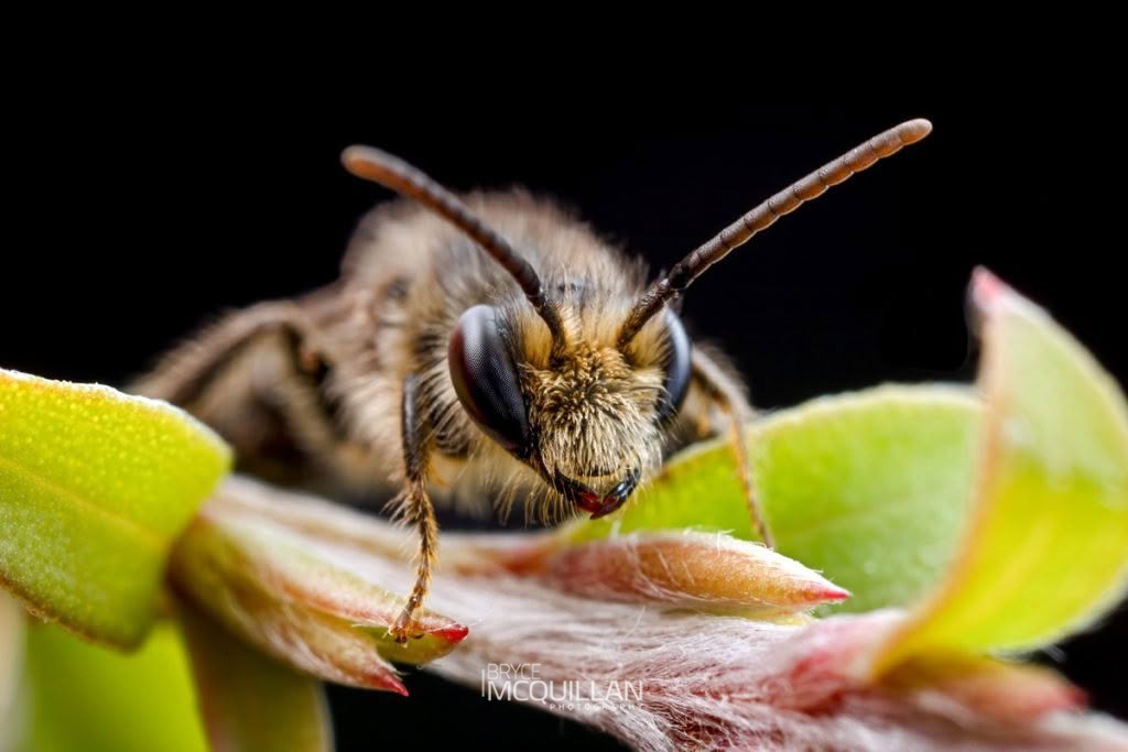 Tawny Nesocolletes (Leioproctus fulvescens), Colletidae, photographed in New Zealand by Bryce McQuillan
