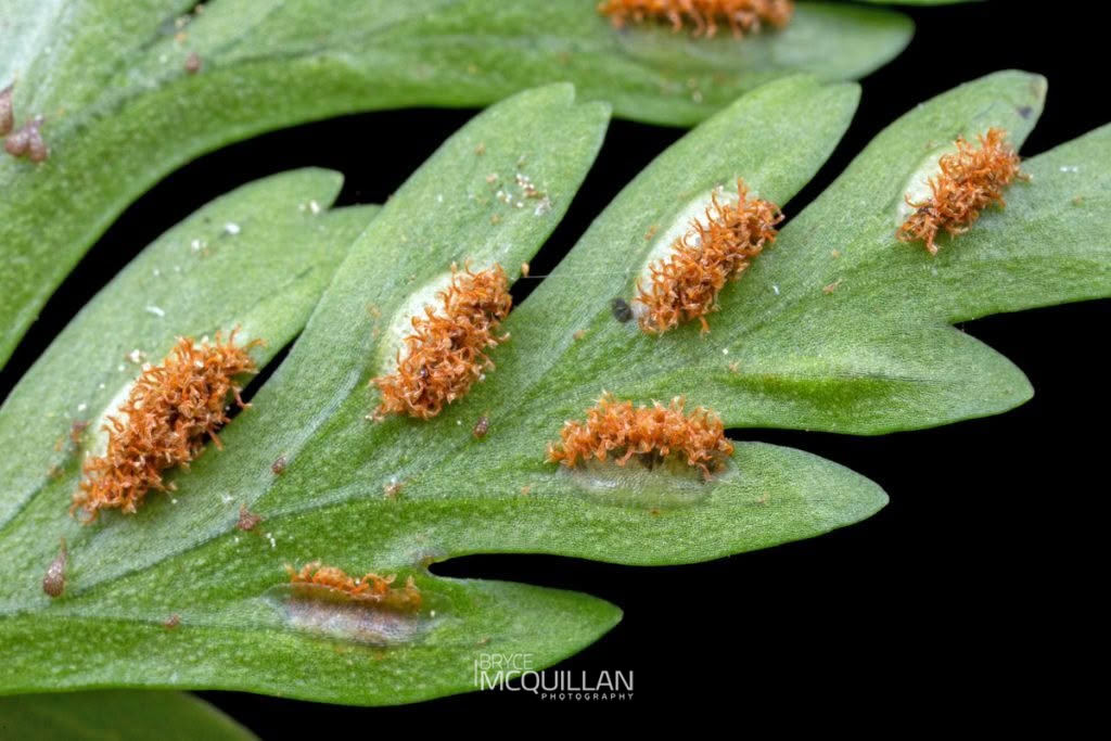 Hen and chickens fern (Asplenium bulbiferum), Aspleniaceae, photographed in New Zealand by Bryce McQuillan
