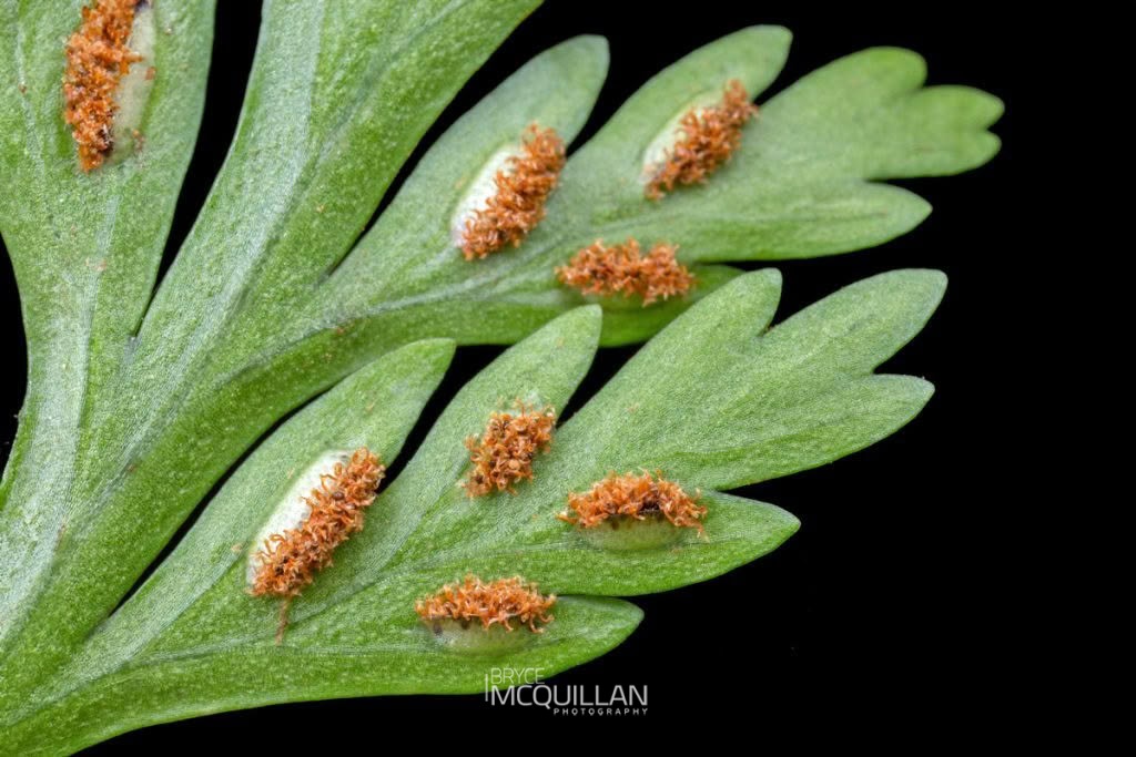 Hen and chickens fern (Asplenium bulbiferum), Aspleniaceae, photographed in New Zealand by Bryce McQuillan