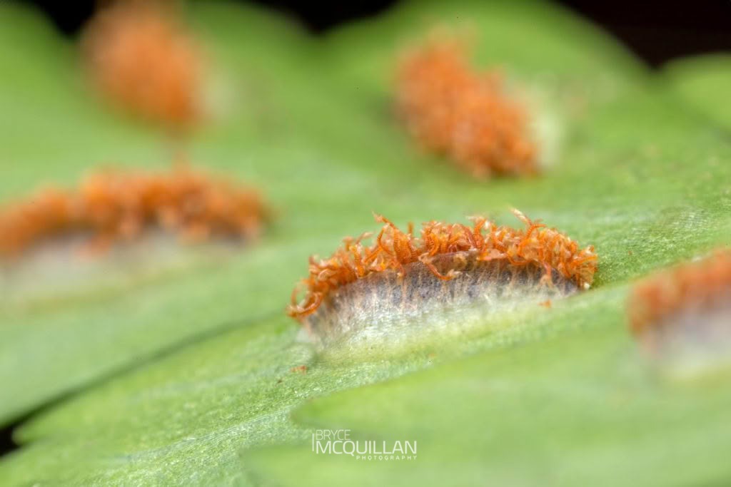Hen and chickens fern (Asplenium bulbiferum), Aspleniaceae, photographed in New Zealand by Bryce McQuillan