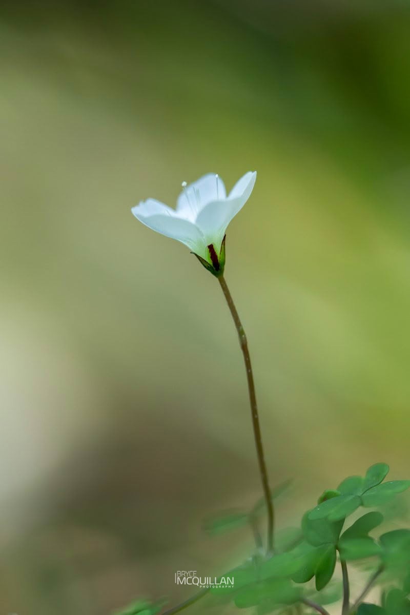 snowdrop woodsorrel (Oxalis magellanica), Oxalidaceae, photographed in New Zealand by Bryce McQuillan