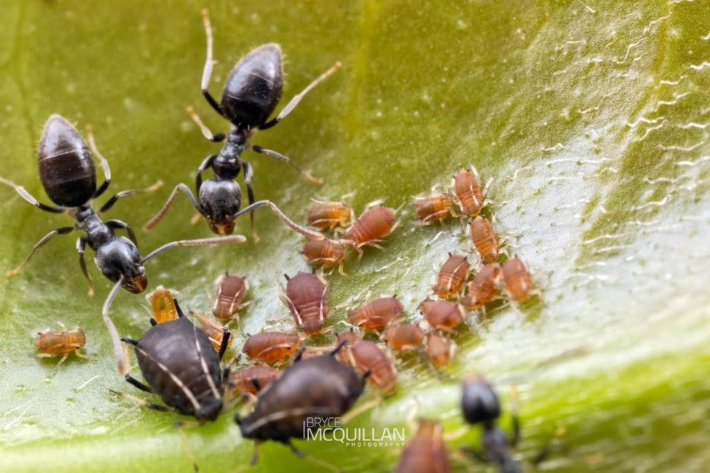 White-footed House Ant (Technomyrmex jocosus), Formicidae, photographed in New Zealand by Bryce McQuillan