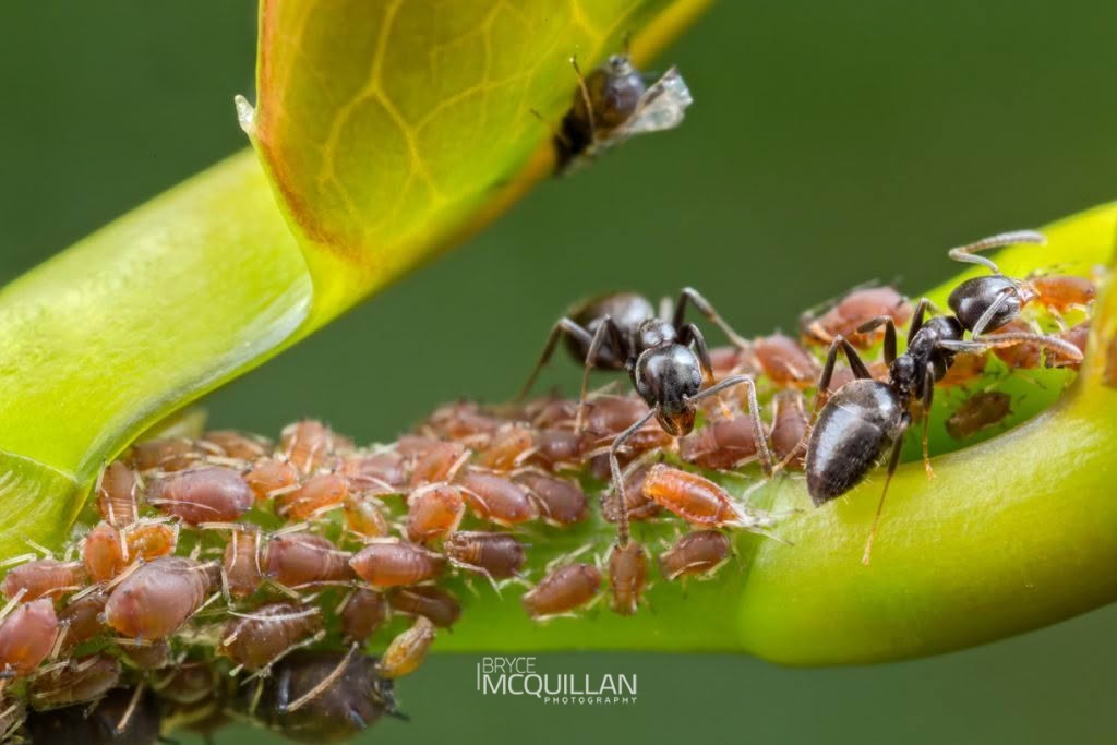 White-footed House Ant (Technomyrmex jocosus), Formicidae, photographed in New Zealand by Bryce McQuillan