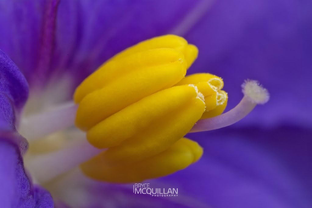 Poroporo (Solanum laciniatum), Solanaceae, photographed in New Zealand by Bryce McQuillan