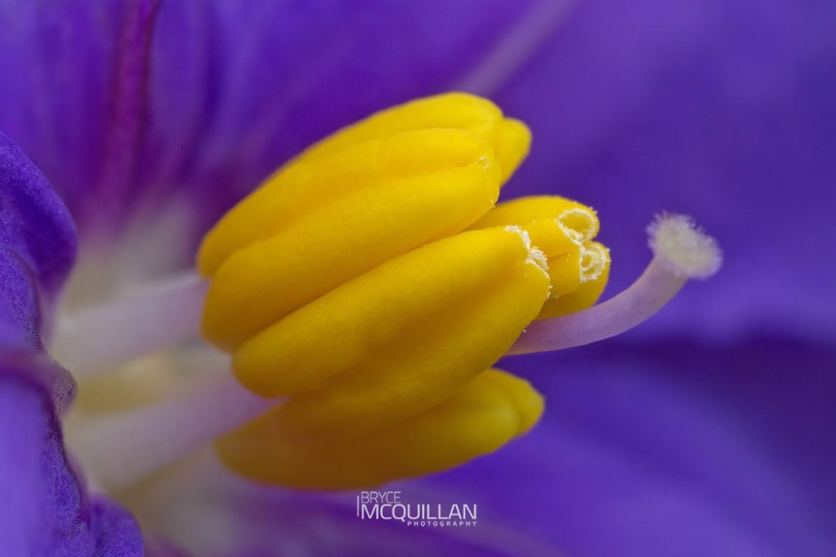 Poroporo (Solanum laciniatum), Solanaceae, photographed in New Zealand by Bryce McQuillan