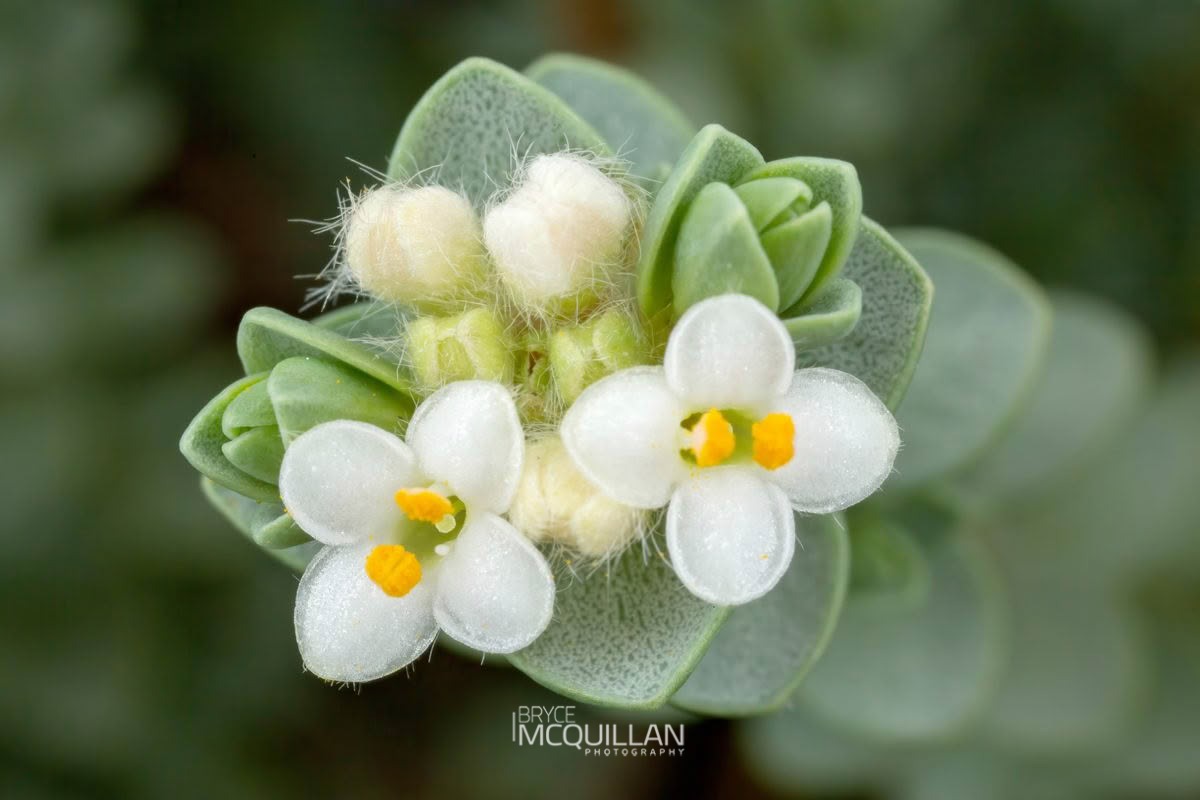 wharengarara (Pimelea prostrata), Thymelaeaceae, photographed in New Zealand by Bryce McQuillan