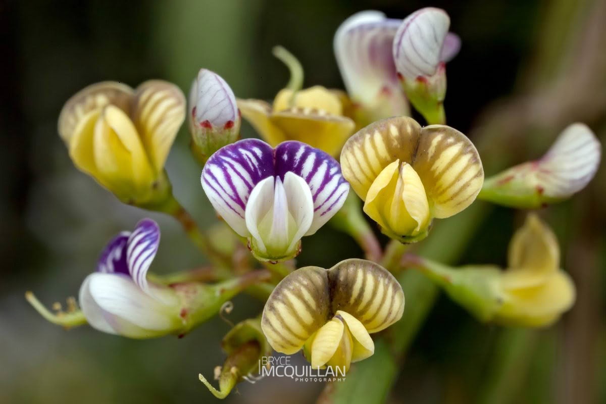 common broom (Carmichaelia australis), Fabaceae, photographed in New Zealand by Bryce McQuillan