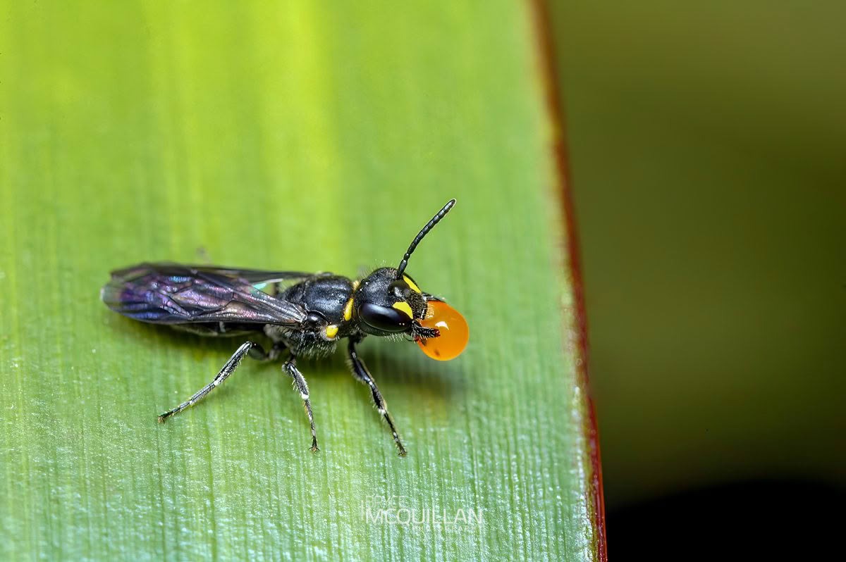 Hylaeus relegatus, Colletidae, photographed in New Zealand by Bryce McQuillan