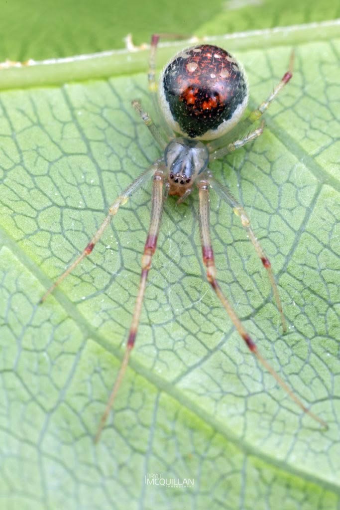 Theridion flabelliferum, Theridiidae, photographed in New Zealand by Bryce McQuillan