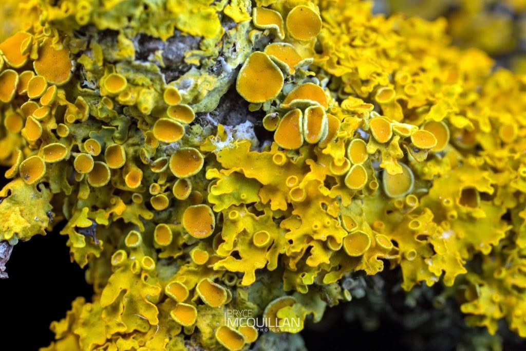 Common Sunburst Lichen (Xanthoria parietina), Teloschistaceae, photographed in New Zealand by Bryce McQuillan