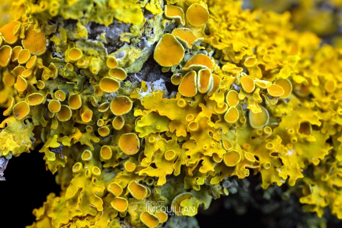 Common Sunburst Lichen (Xanthoria parietina), Teloschistaceae, photographed in New Zealand by Bryce McQuillan