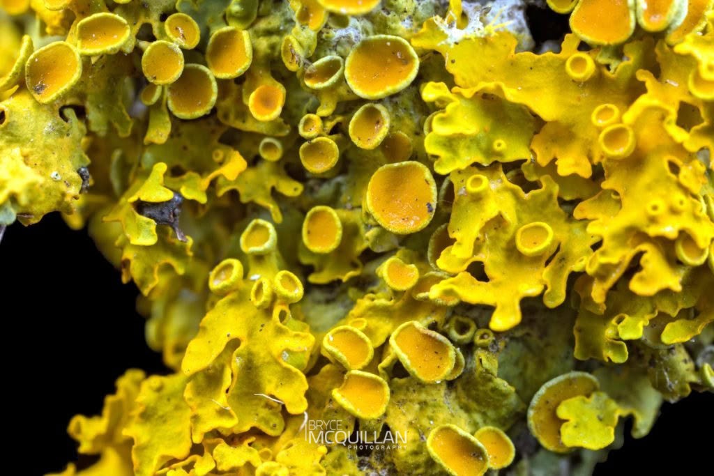 Common Sunburst Lichen (Xanthoria parietina), Teloschistaceae, photographed in New Zealand by Bryce McQuillan