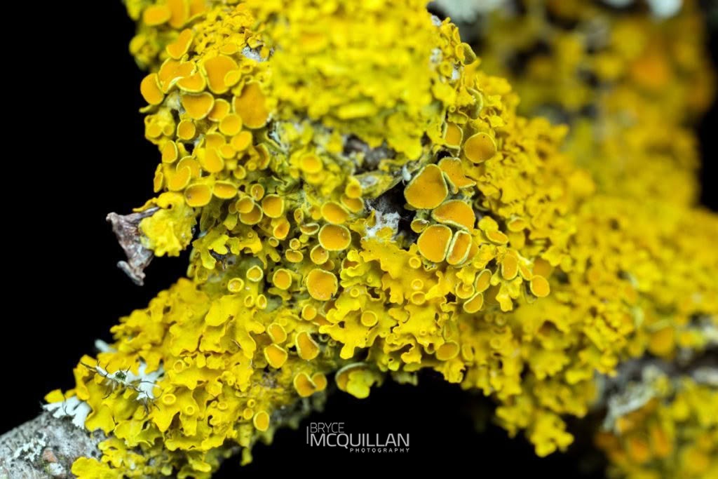 Common Sunburst Lichen (Xanthoria parietina), Teloschistaceae, photographed in New Zealand by Bryce McQuillan