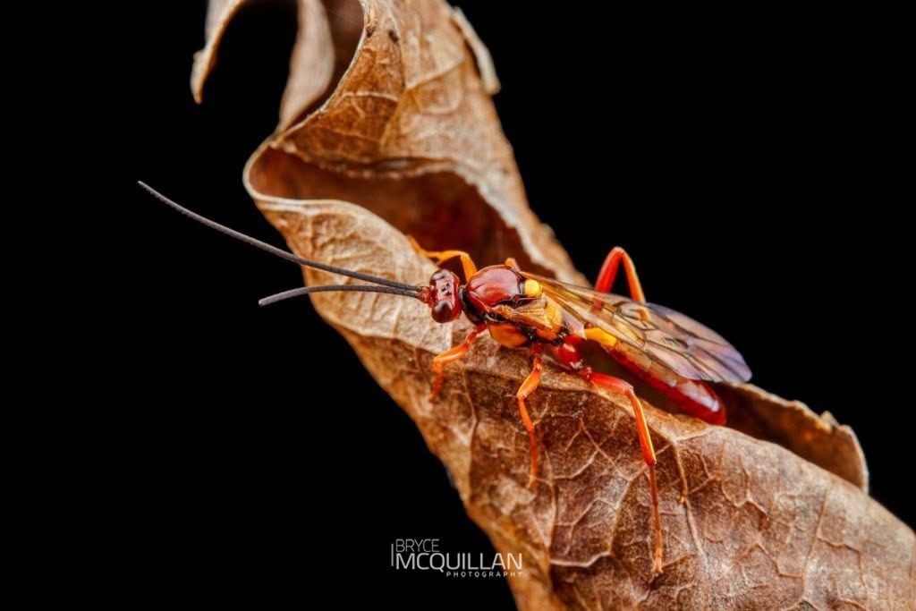 Sphictostethus sp, Pompilidae, photographed in New Zealand by Bryce McQuillan