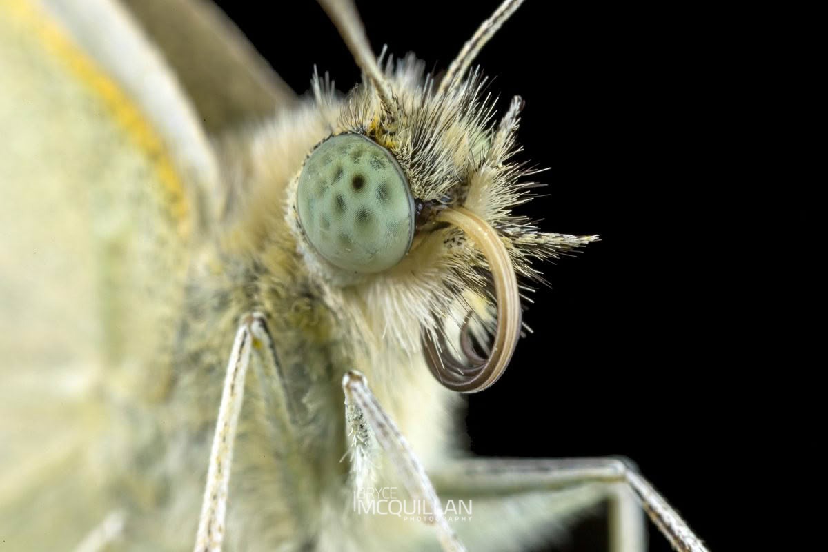 Cabbage Butterfly (Pieris rapae), Brassicaceae, photographed in New Zealand by Bryce McQuillan