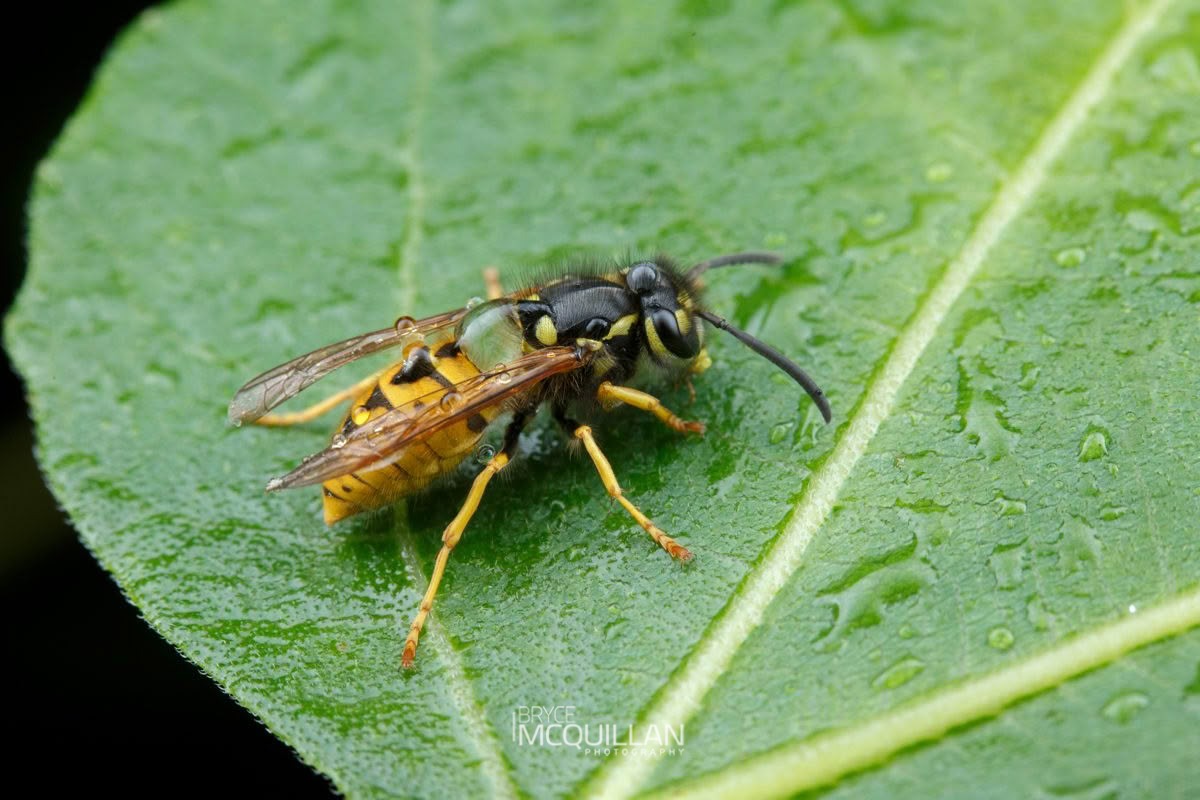German Wasp (Vespula germanica), Vespidae, photographed in New Zealand by Bryce McQuillan