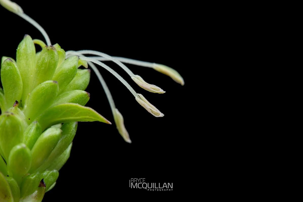 Karamū (Coprosma robusta), photographed in New Zealand by Bryce McQuillan