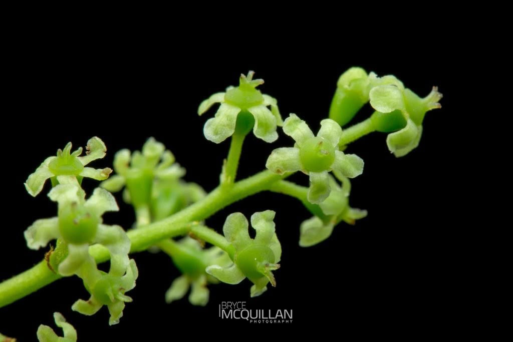 New Zealand Broadleaf (Griselinia littoralis), Griseliniaceae, photographed in New Zealand by Bryce McQuillan