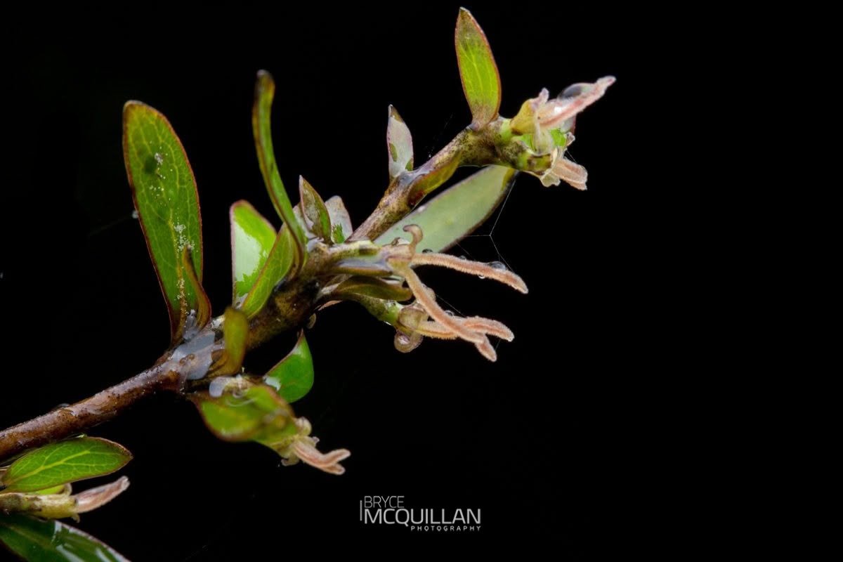 Coprosma ×cunninghamii, Orchidaceae, photographed in New Zealand by Bryce McQuillan