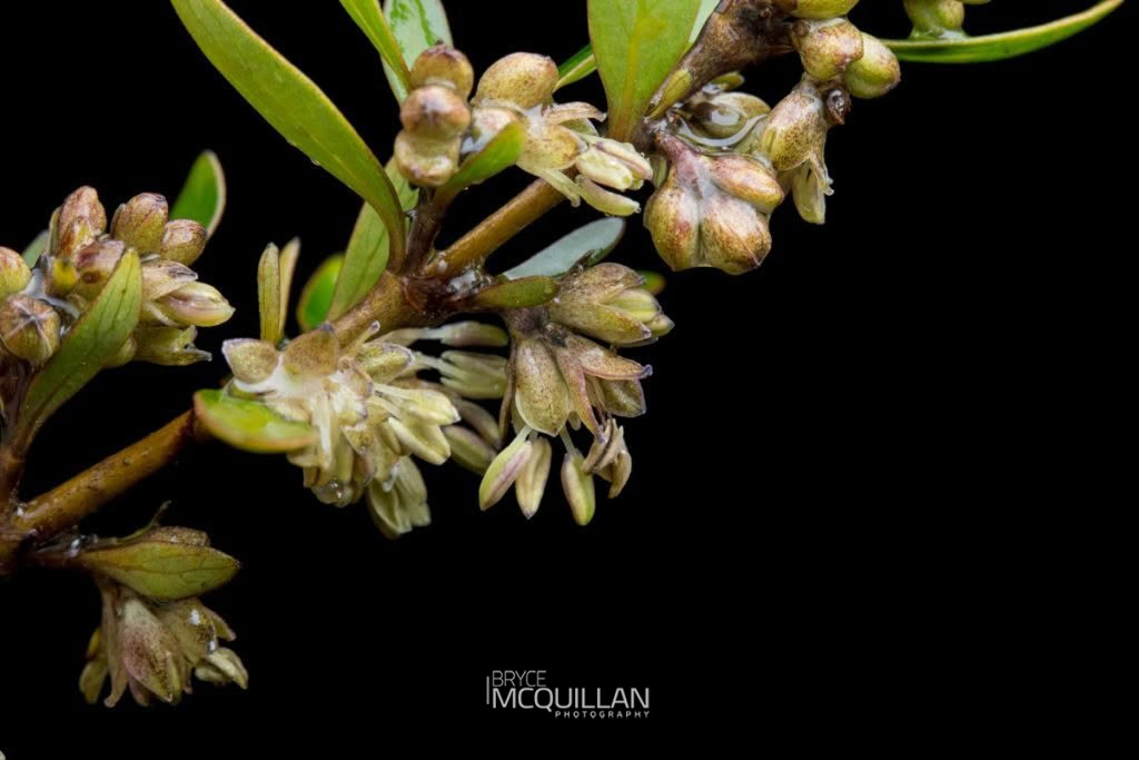 Coprosma ×cunninghamii, Orchidaceae, photographed in New Zealand by Bryce McQuillan