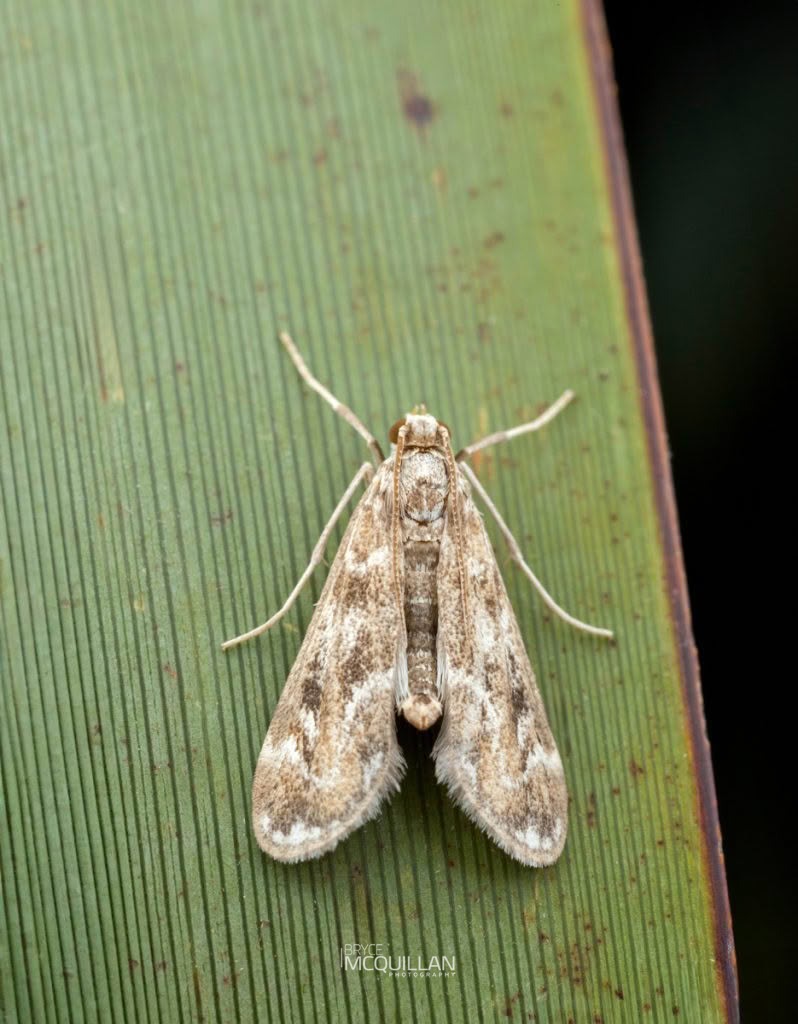Pond moth (Hygraula nitens), Crambidae, photographed in New Zealand by Bryce McQuillan