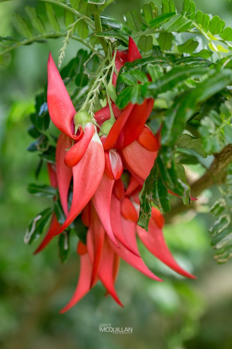 Ngutu-kākā (Clianthus maximus), Fabaceae, photographed in New Zealand by Bryce McQuillan