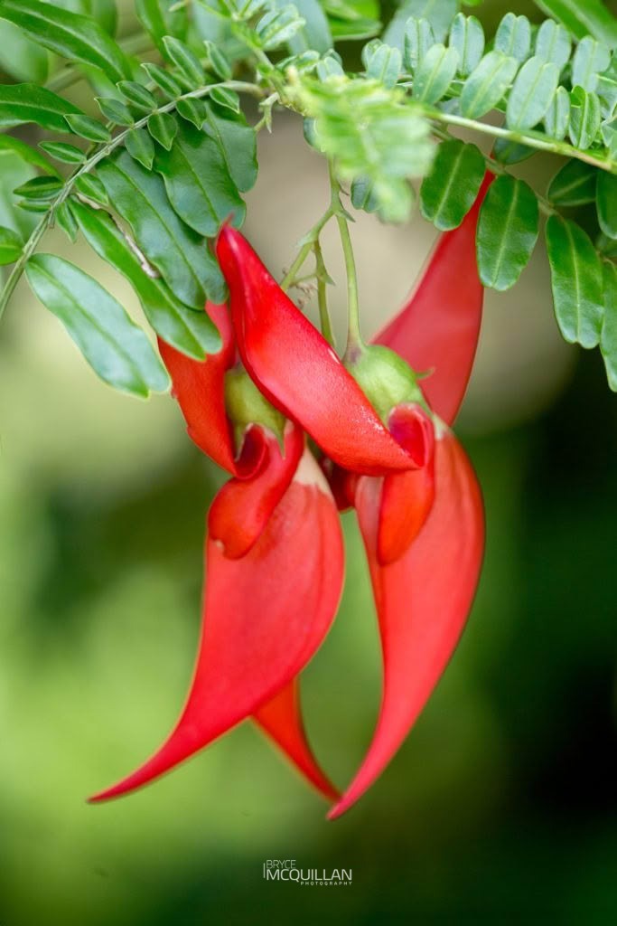 Ngutu-kākā (Clianthus maximus), Fabaceae, photographed in New Zealand by Bryce McQuillan