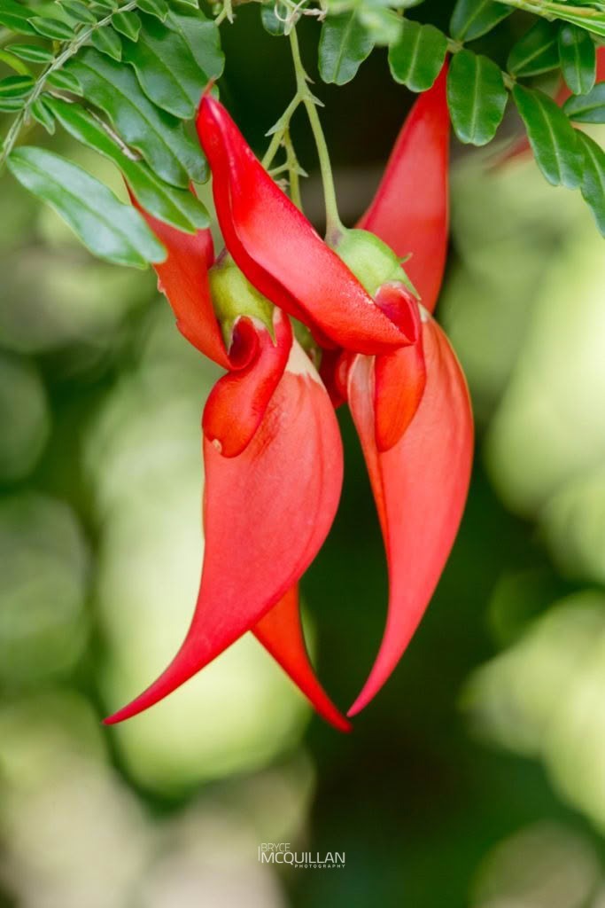 Ngutu-kākā (Clianthus maximus), Fabaceae, photographed in New Zealand by Bryce McQuillan