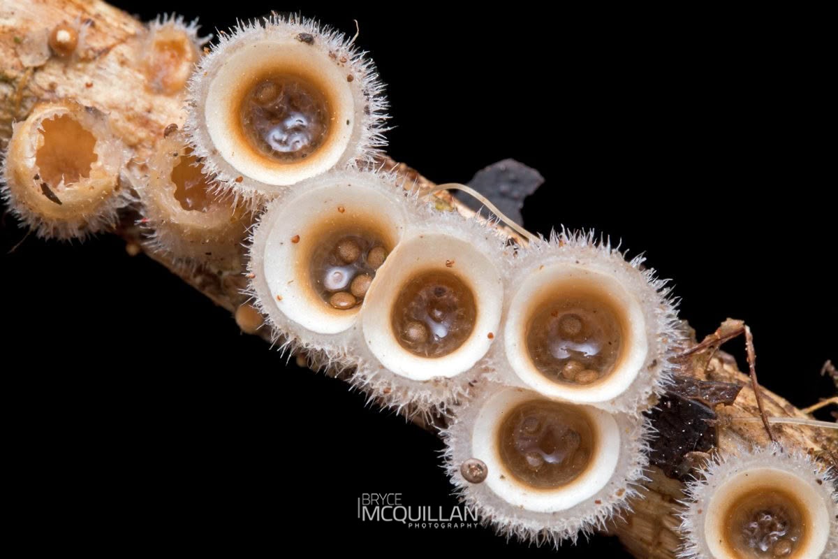 woolly bird’s nest fungus (Nidula niveotomentosa), Nidulariaceae, photographed in New Zealand by Bryce McQuillan