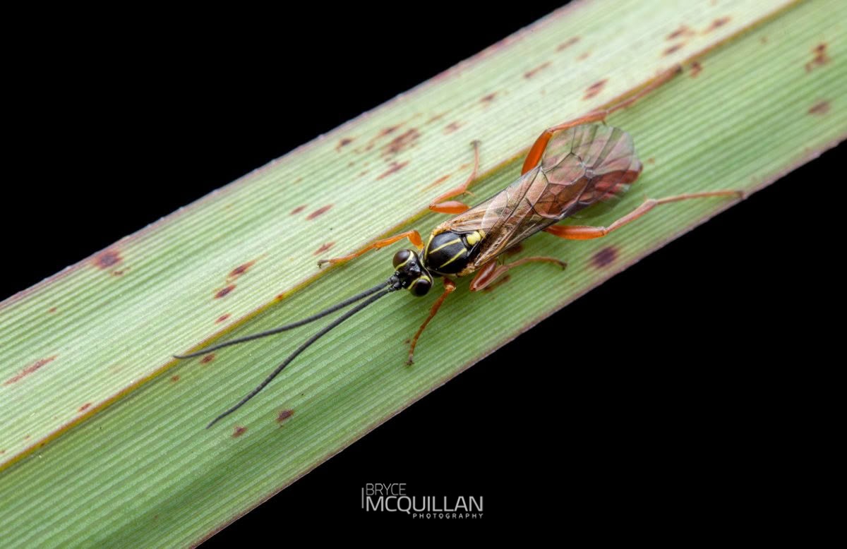 Aucklandella conspirata, Ichneumonidae, photographed in New Zealand by Bryce McQuillan