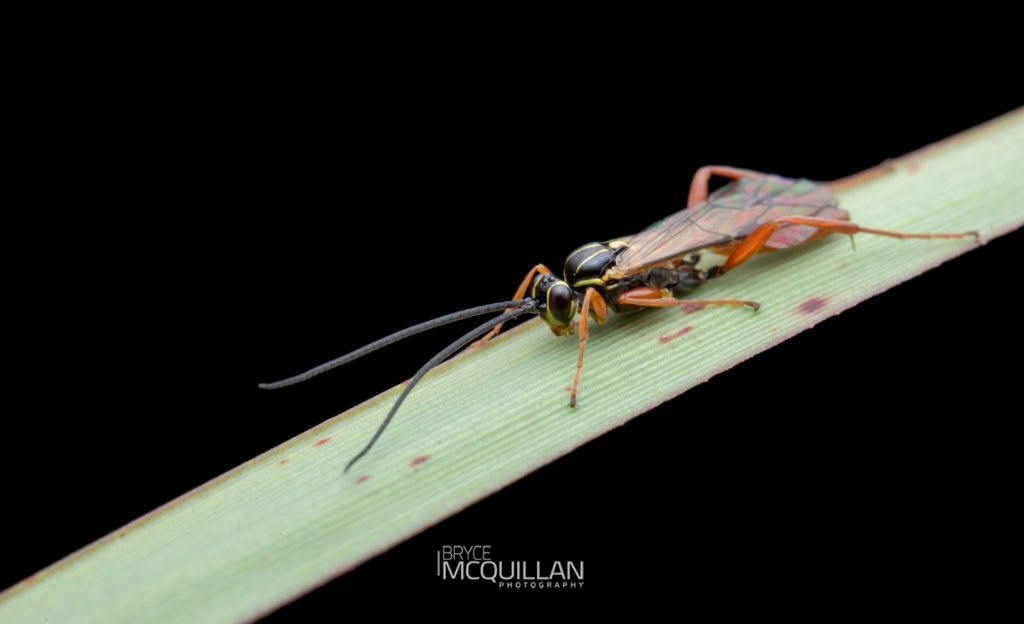 Aucklandella conspirata, Ichneumonidae, photographed in New Zealand by Bryce McQuillan