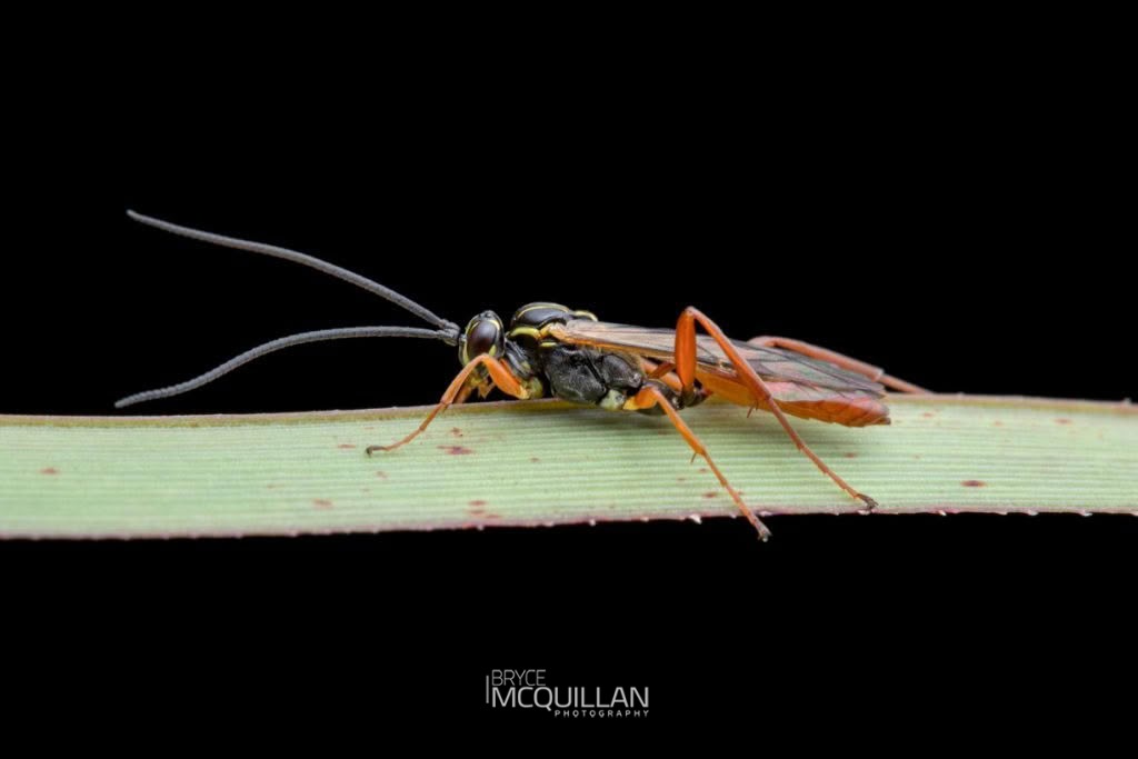 Aucklandella conspirata, Ichneumonidae, photographed in New Zealand by Bryce McQuillan