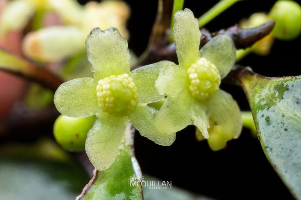 Pseudowintera sp, photographed in New Zealand by Bryce McQuillan