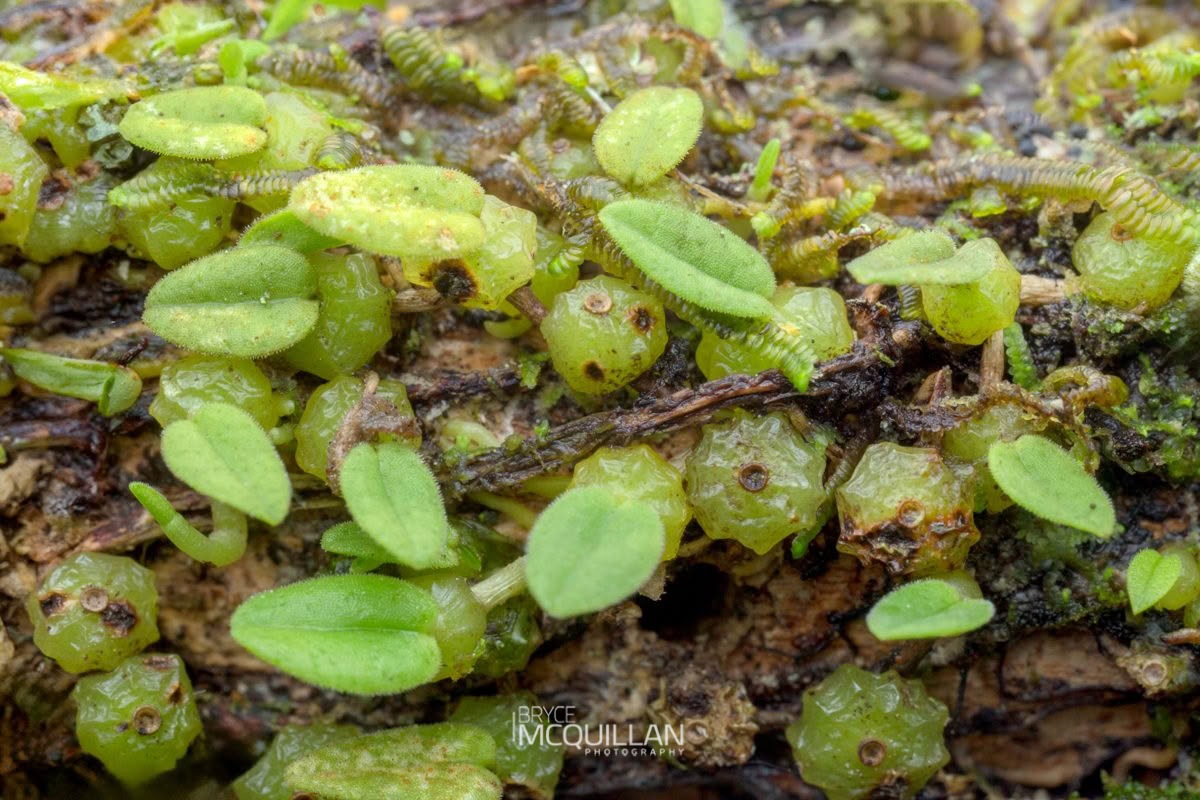 Pygmy Tree Orchid (Bulbophyllum pygmaeum), Orchidaceae, photographed in New Zealand by Bryce McQuillan